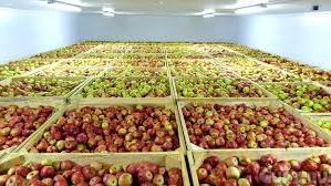 В Воронежской области запустили фруктохранилище для яблок